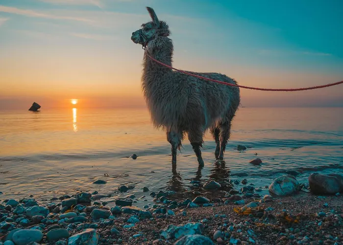 Scirocco Westermarkelsdorf